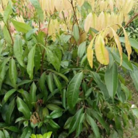 盆栽果樹(shù)苗產(chǎn)品圖片|圖片大全|圖片庫(kù)