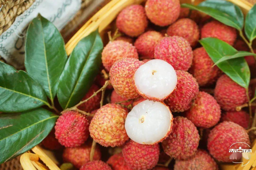 百年老樹(shù)現(xiàn)摘直發(fā)!靈山桂味,無(wú)核荔枝,爆汁清甜等你來(lái)嘗!一般超市買(mǎi)不