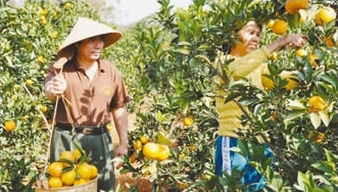 人民日?qǐng)?bào)解讀澄邁農(nóng)產(chǎn)品何以賣(mài)出天價(jià)