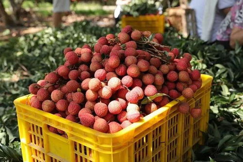 各位 公主 殿下 ,讓太平 藤縣的美食特產(chǎn)陪您一起溫暖過(guò)冬吧