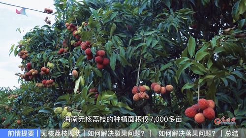 無(wú)核荔枝難栽培 農(nóng)業(yè)專(zhuān)家來(lái)破題