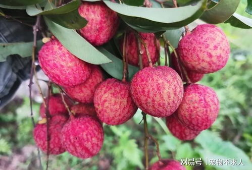 無核荔枝賣100多塊錢一斤,為什么種植的人不多 我來告訴你原因