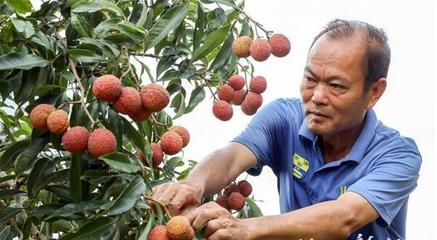 上百元一斤!遂溪無(wú)核荔枝走俏