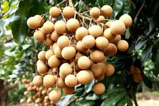 我為化州代言：無核荔枝，家鄉的甜蜜瑰寶