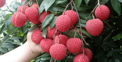 企石人帶上手繪地圖，實現無核荔枝自由