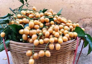 郁南無核荔枝 借灣區(qū)東風，揚特色品牌