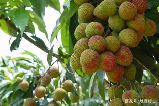 發現地標 妃子笑荔枝與屏邊無核荔枝的傳奇故事