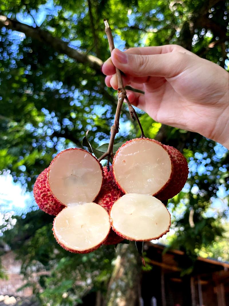 無(wú)核荔枝報(bào)恩來(lái) 一顆來(lái)自自然的甜蜜饋贈(zèng)