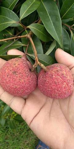 靈山無(wú)核荔枝 原生態(tài)無(wú)籽荔枝王，凈重5斤，歡迎電商批發(fā)合作一件代發(fā)