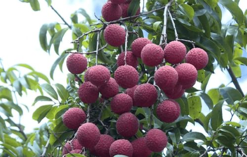 陽(yáng)江新添“國(guó)字號(hào)”農(nóng)產(chǎn)品，無(wú)核荔枝成吃貨新寵